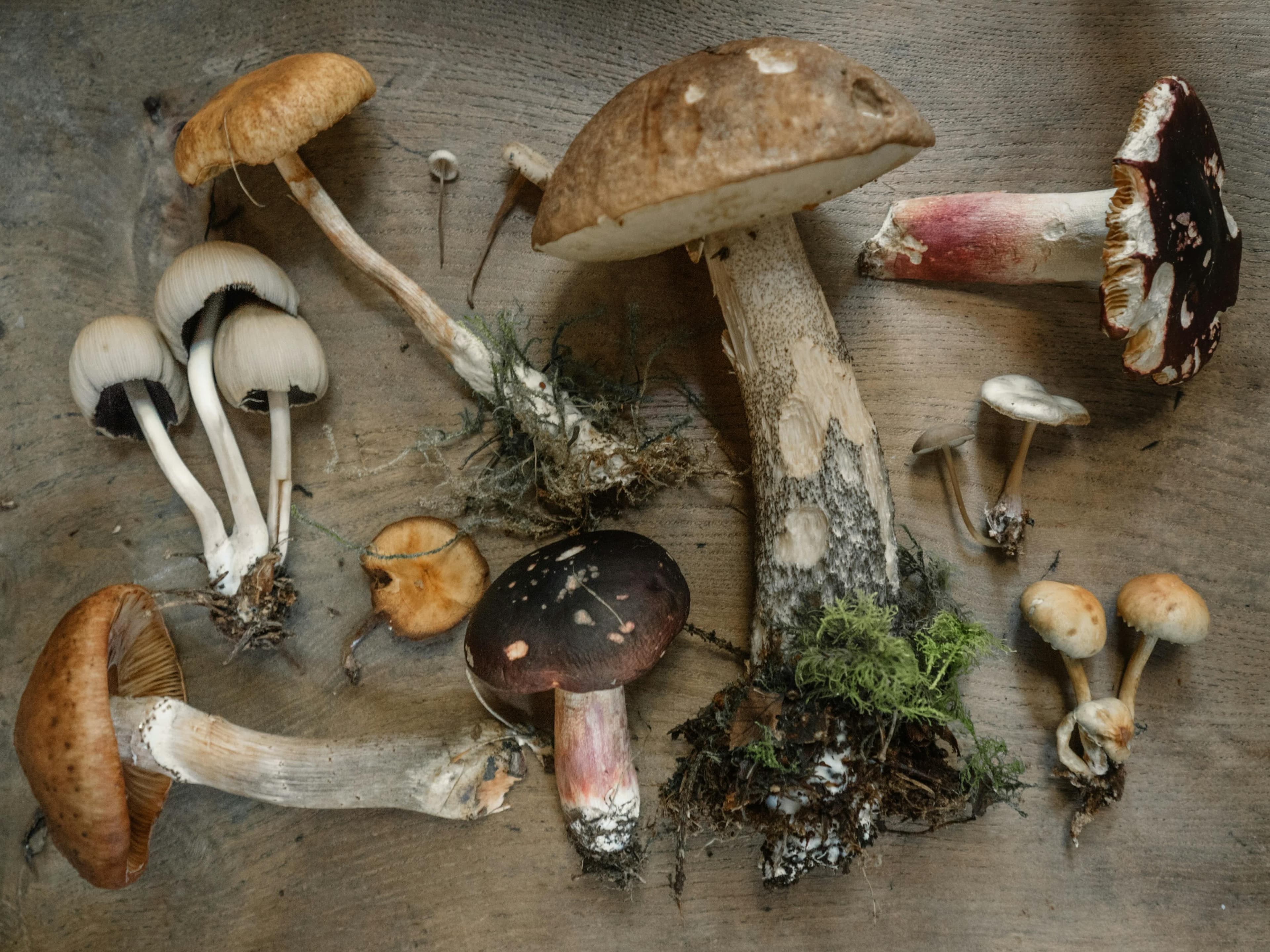 Cover Image for The Therapeutic Revolution: Understanding Psilocybin and Psychedelic Mushroom Medicine